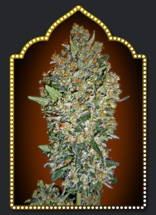 00 SEEDS -CHEESE BERRY 5 UNIDS-FEM