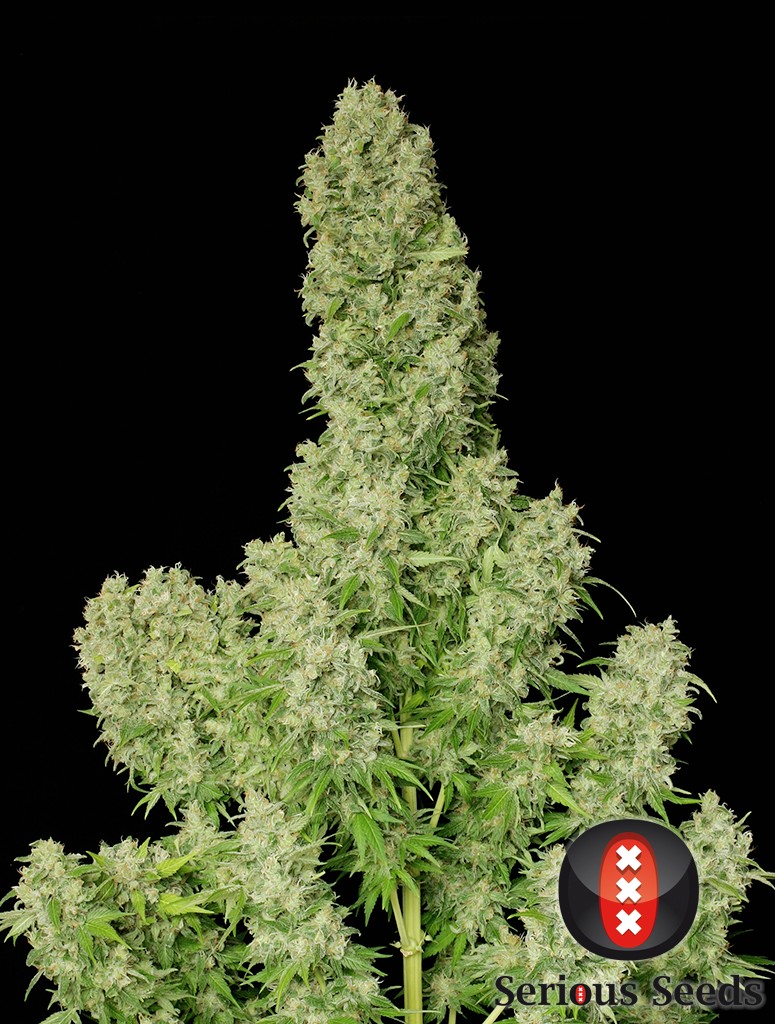 SERIOUS SEEDS- WHITE RUSSIAN. 6 UNIDS FEM