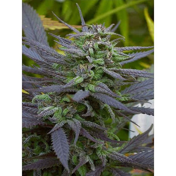 SERIOUS SEEDS- BIDDY EARLY - 11 UNIDS. REG.